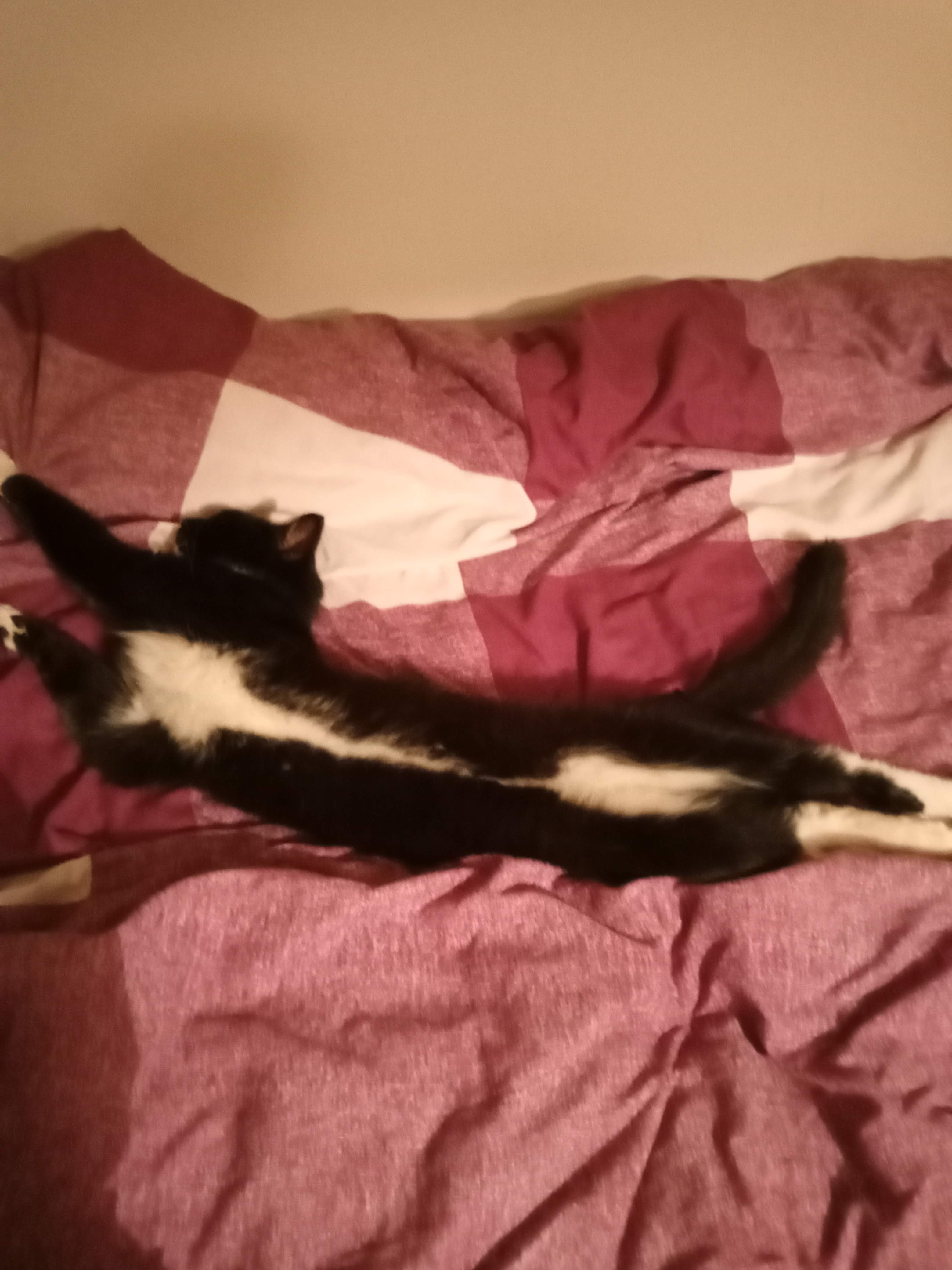 Missing Black & White Cat in Cranwell Village