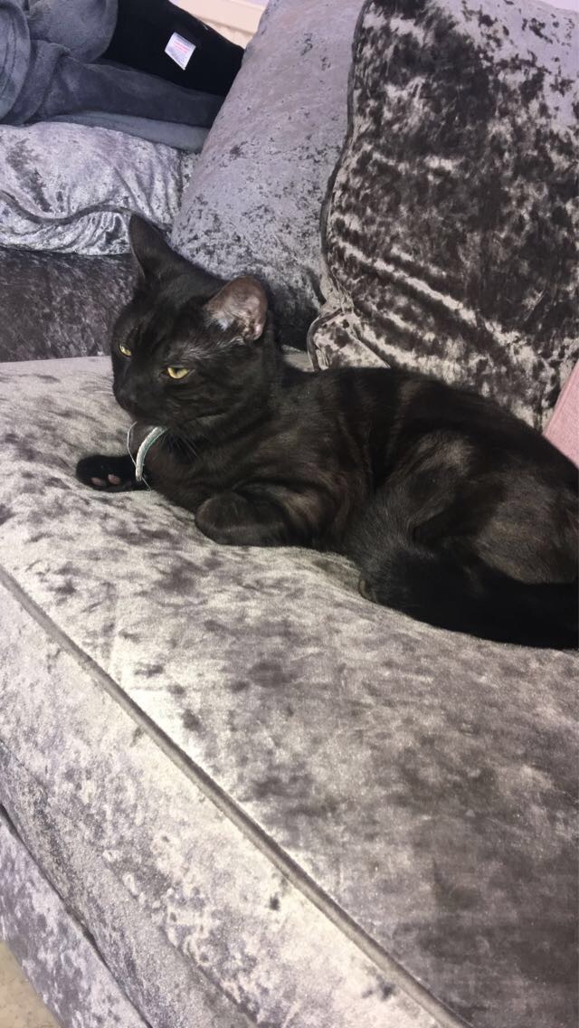 Missing Male Cat in CF3 Area - Help Needed!