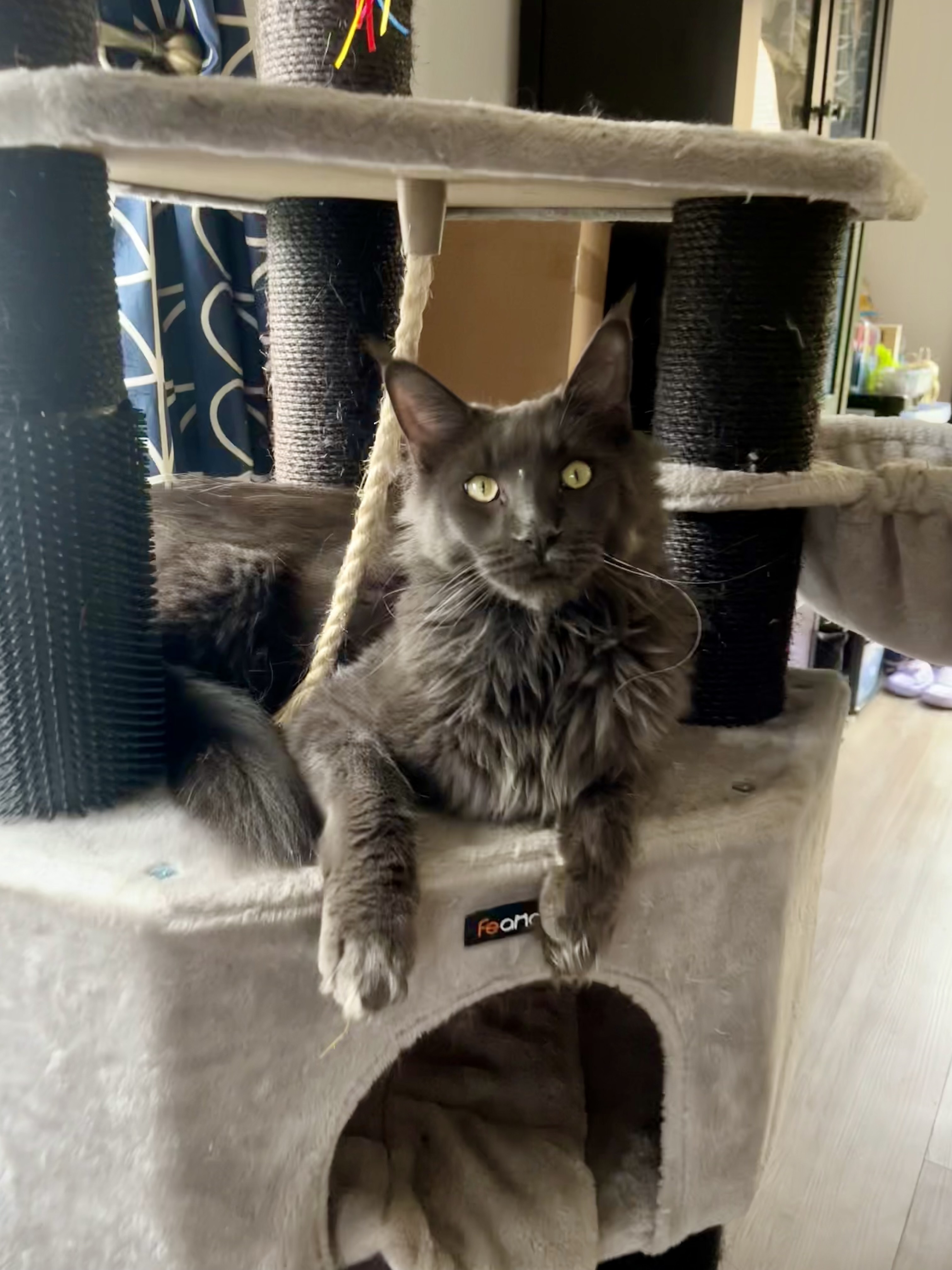 Lost: Friendly Fluffy Cat in K...