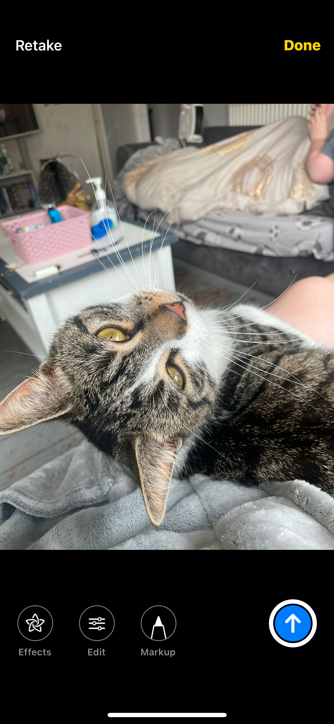 Missing Tabby: Help Bring Him Home!