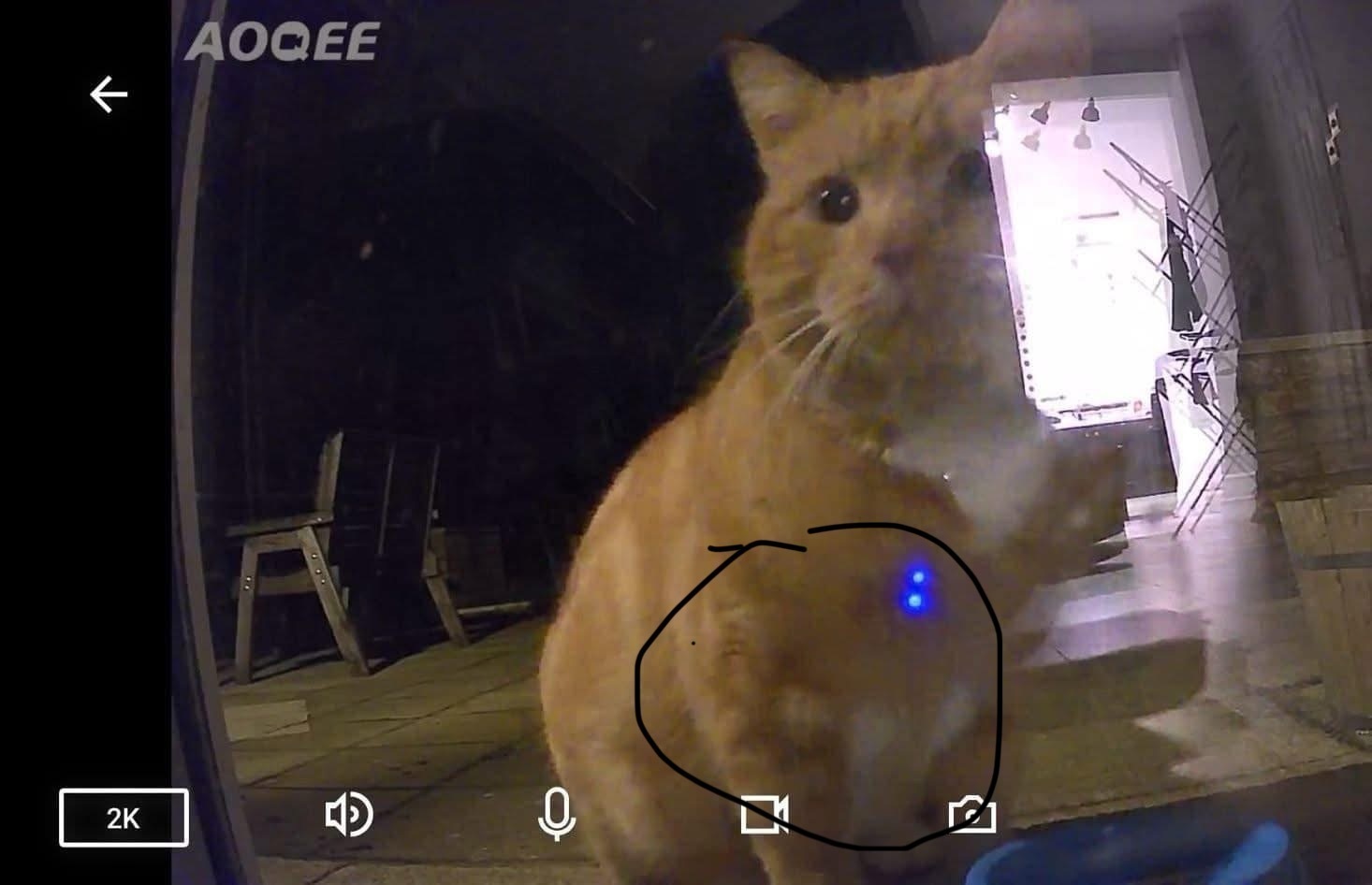 Found: Ginger & White Cat in W...