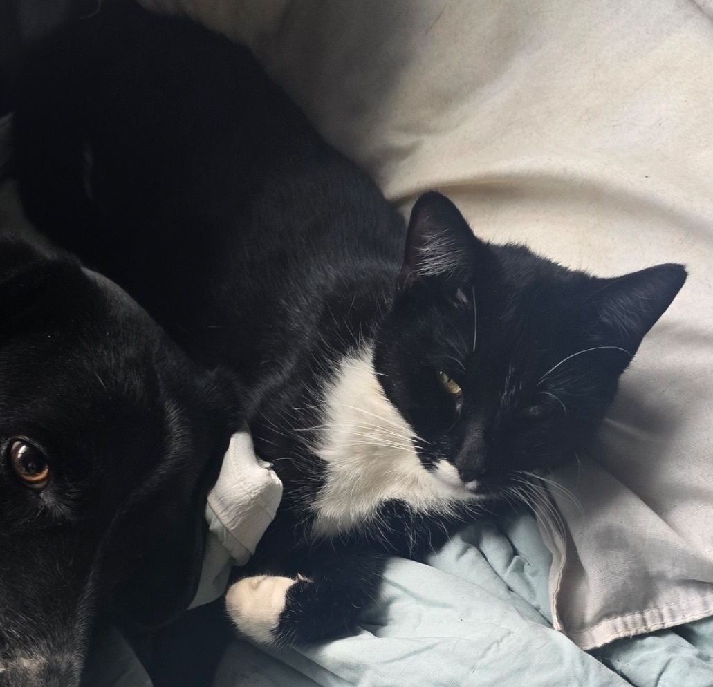 Lost Tuxedo Cat: Energetic & Friendly
