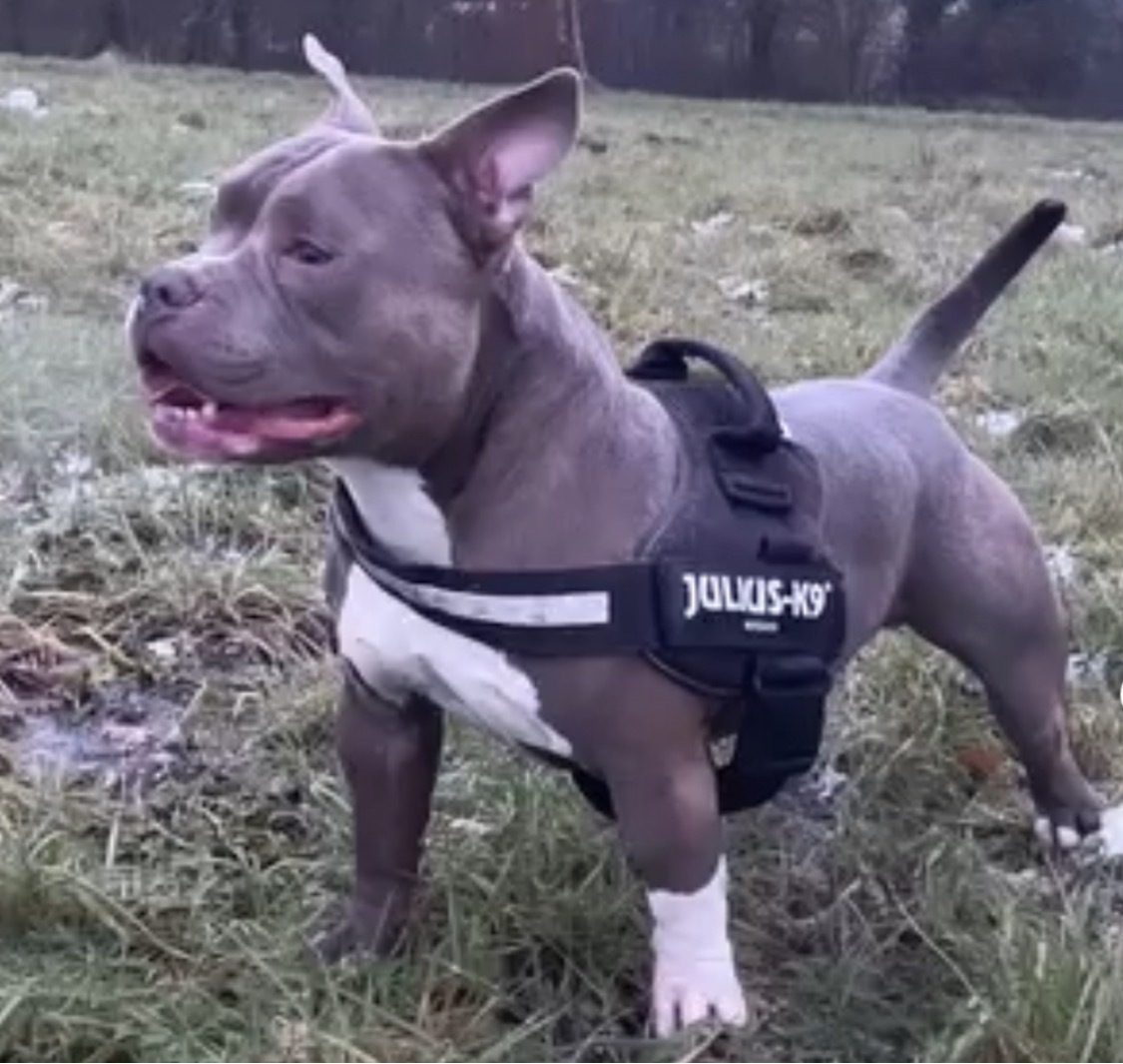 Lost Blue/Grey Staffie: Kerr S...