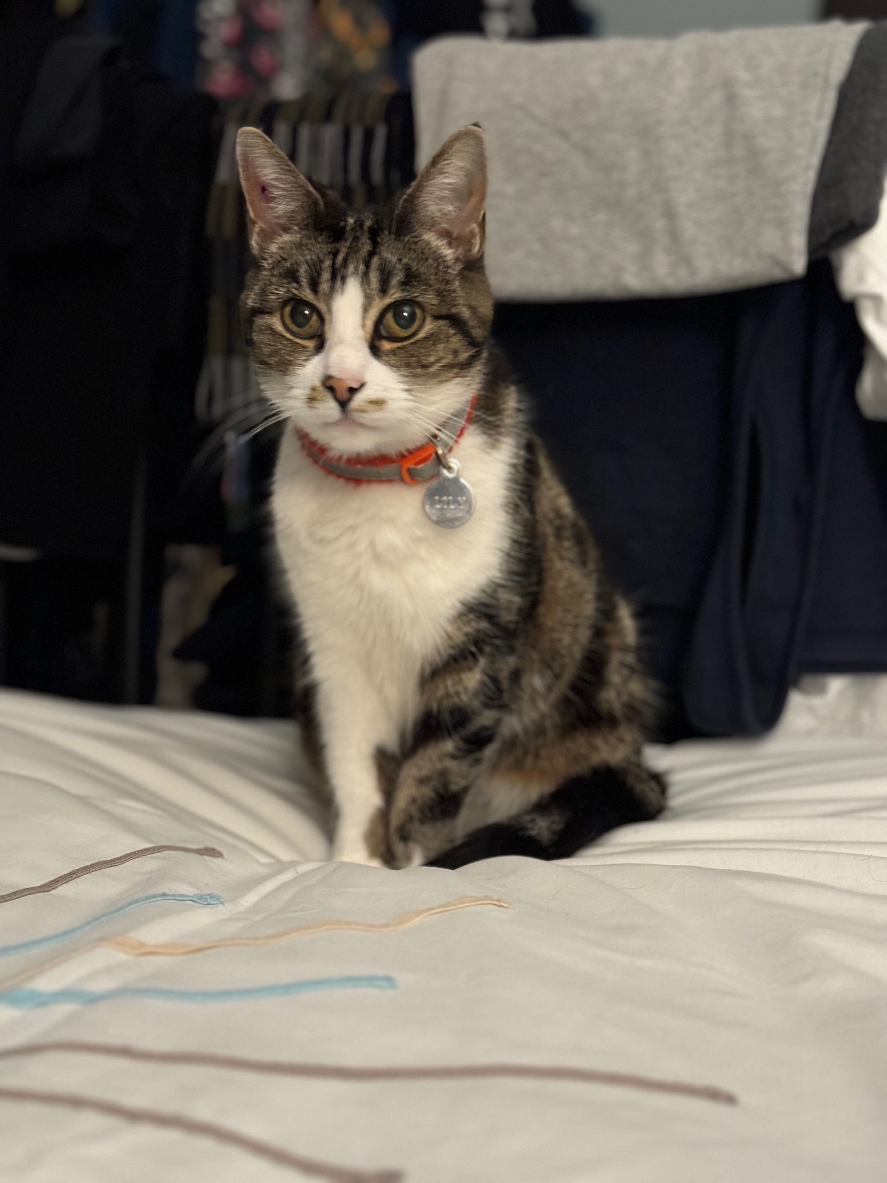 Timid Tabby Missing from Wilford Yard