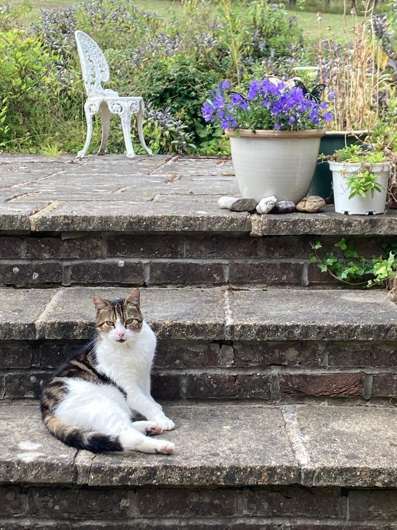 Lost Tabby Cat in Henley-on-Thames