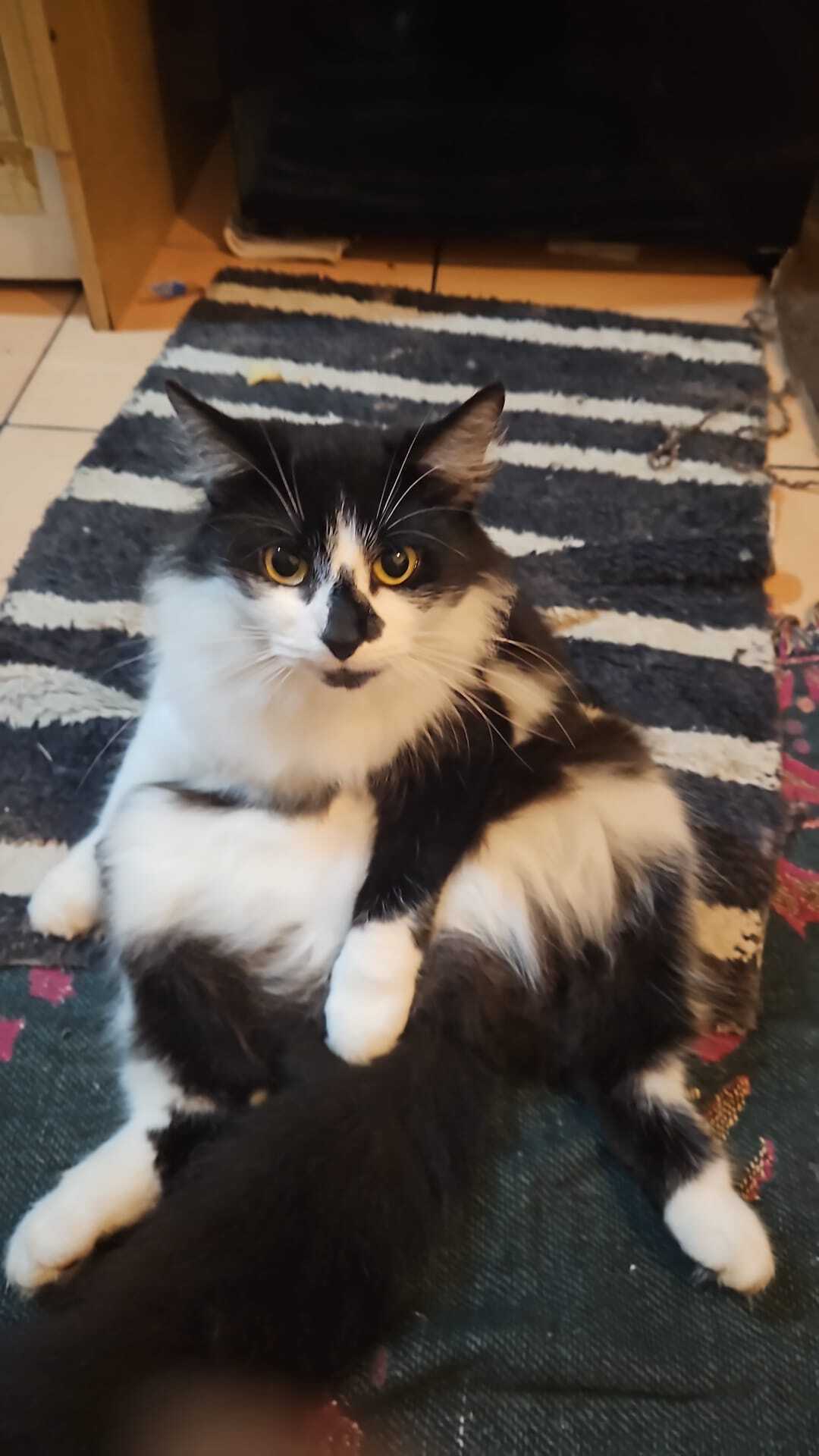 Lost Cat: Vocal & Friendly, Yewdale Cres