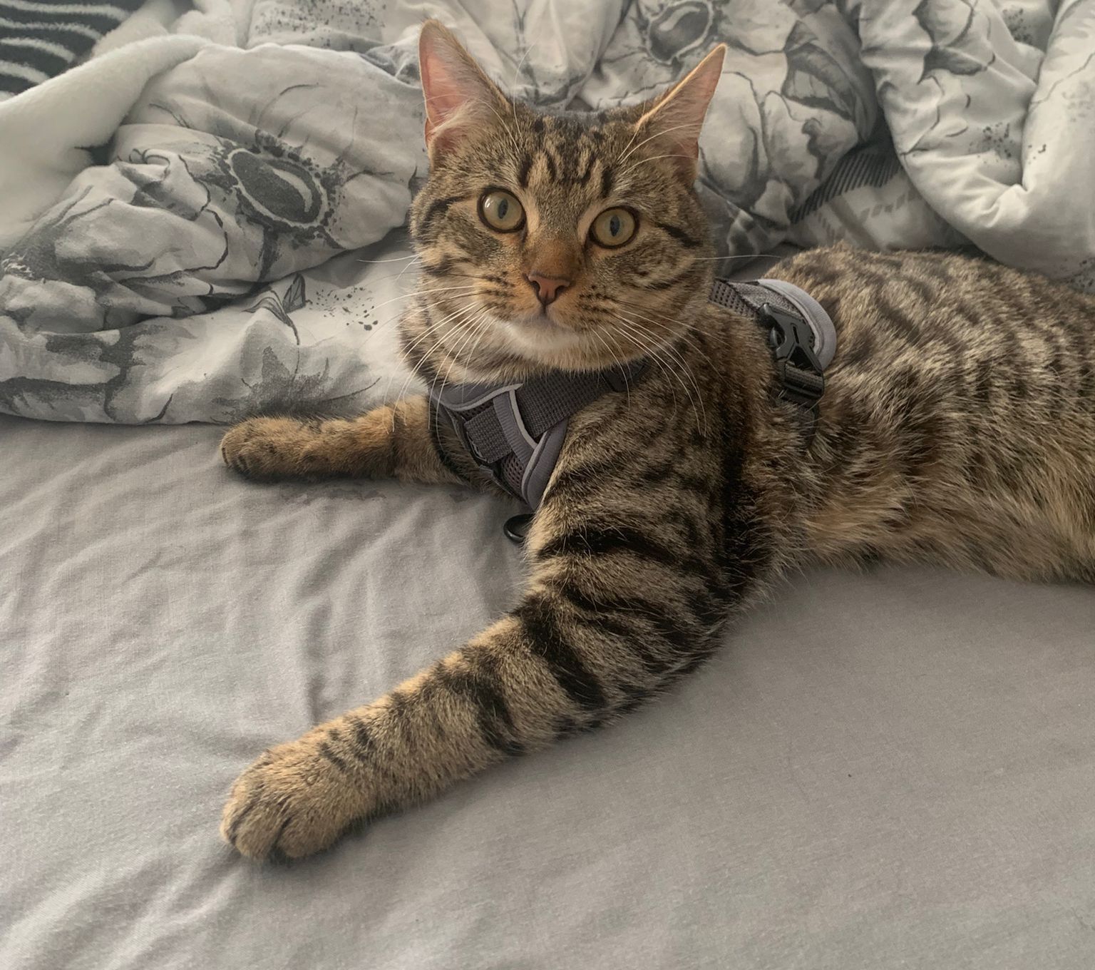 Help Find Chico: Missing in Kitts Green