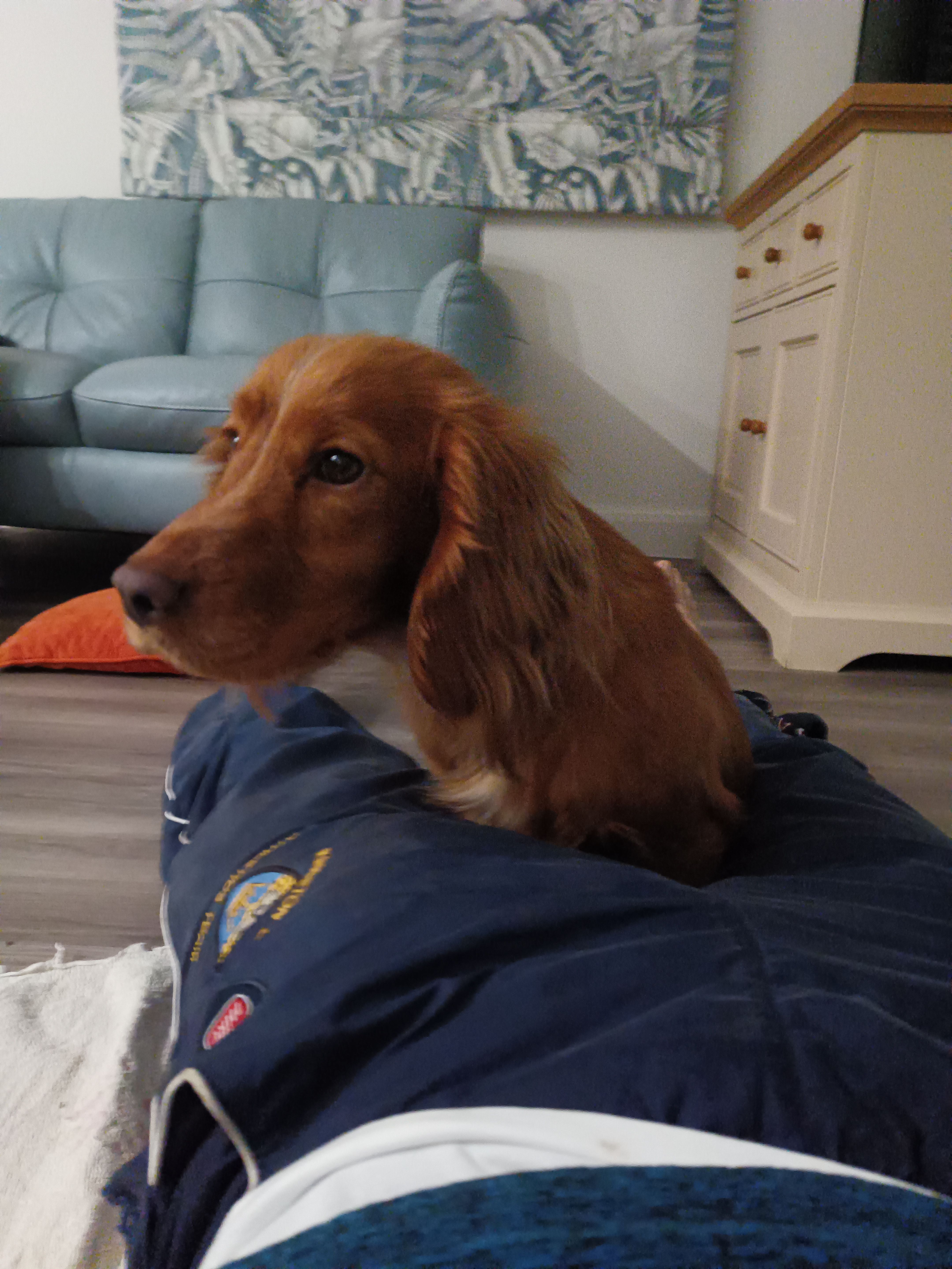 Sweet Spaniel Found: Fenn's Mo...