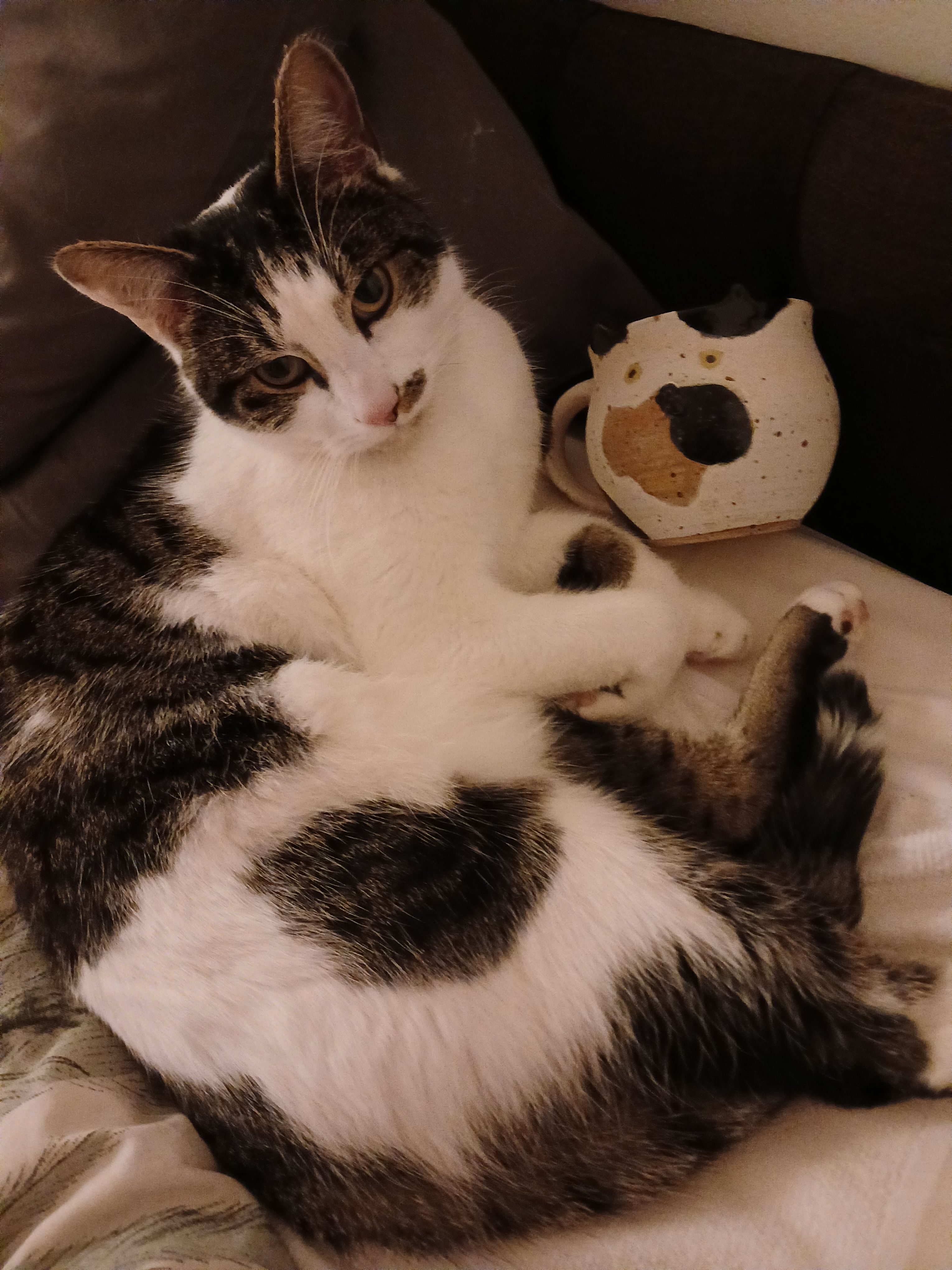 Lost Cat: Tall Tabby with Green Eyes