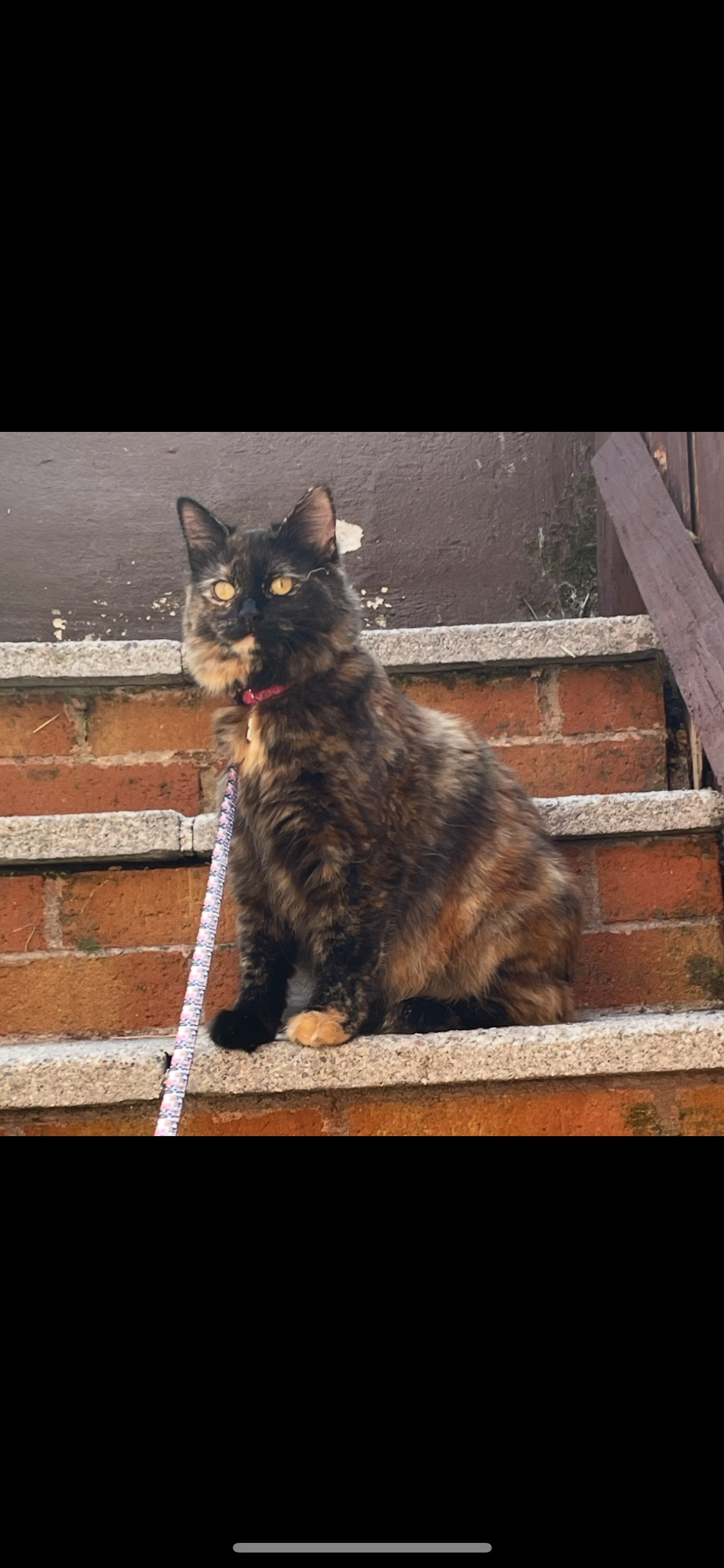 Lost Cat: Ginger-Pawed & Shy in Highglen