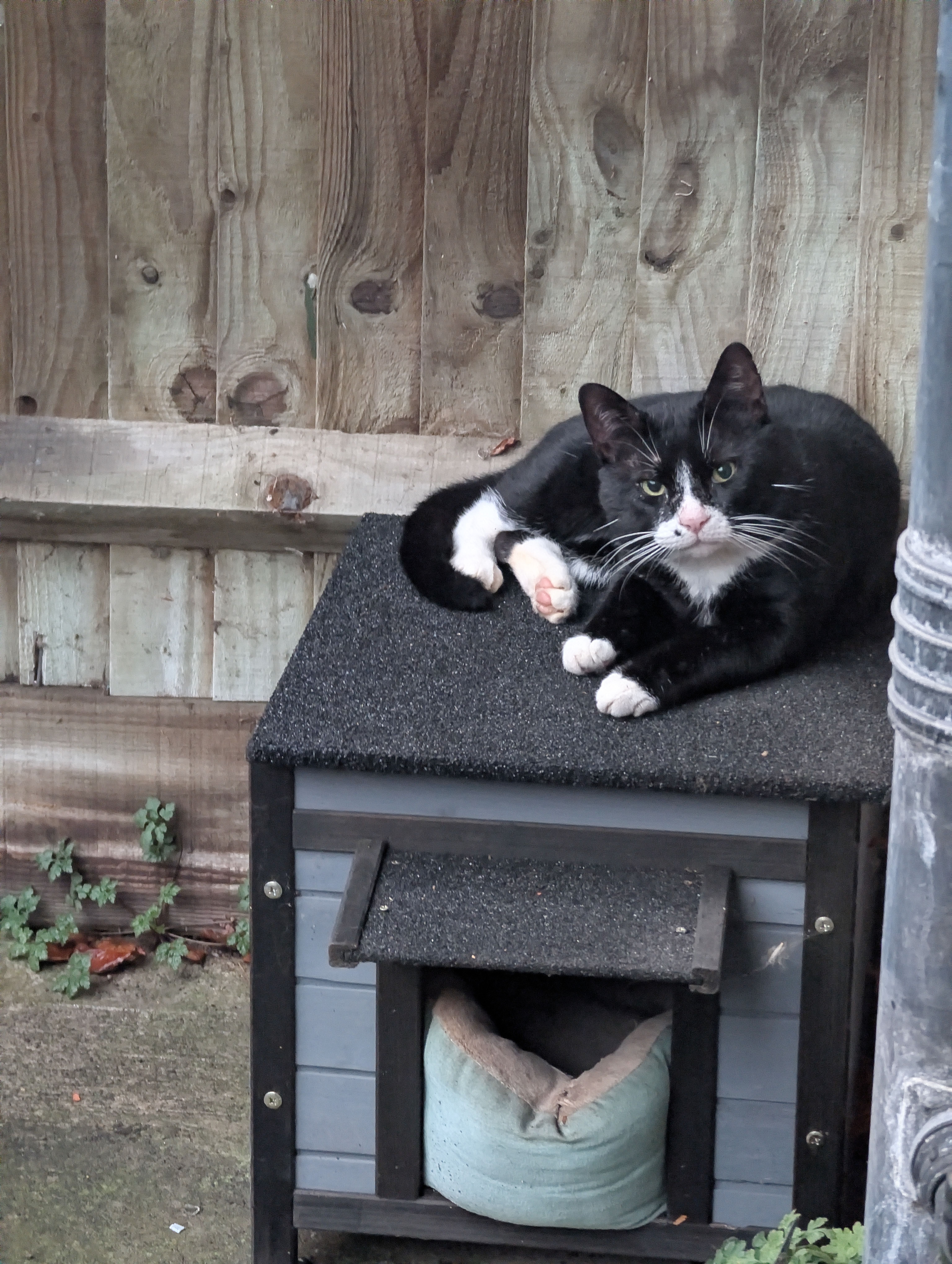 Shy Tuxedo Cat Lost on Stafford Rd