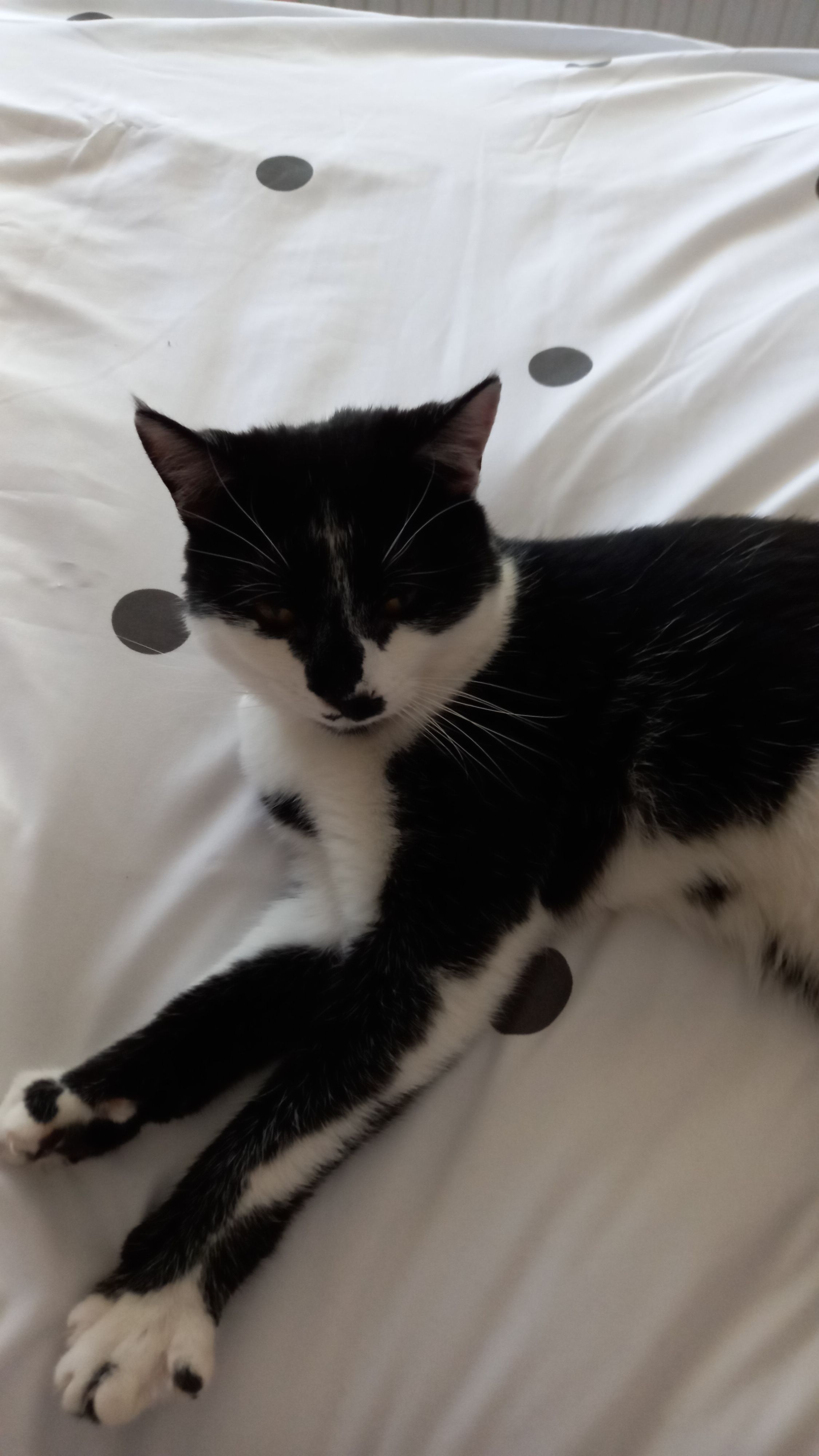 Lost Tuxedo Kitten on Trinity Road