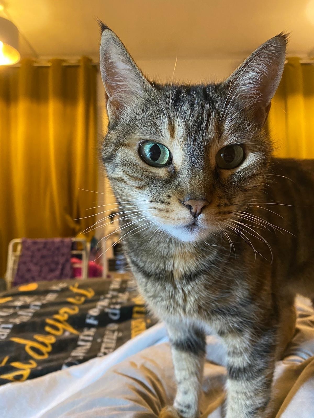 Lost Anxious Tabby/Tortie in London N8