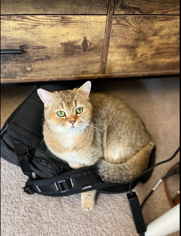 Lost Scottish Straight Cat Near SE2 0BT