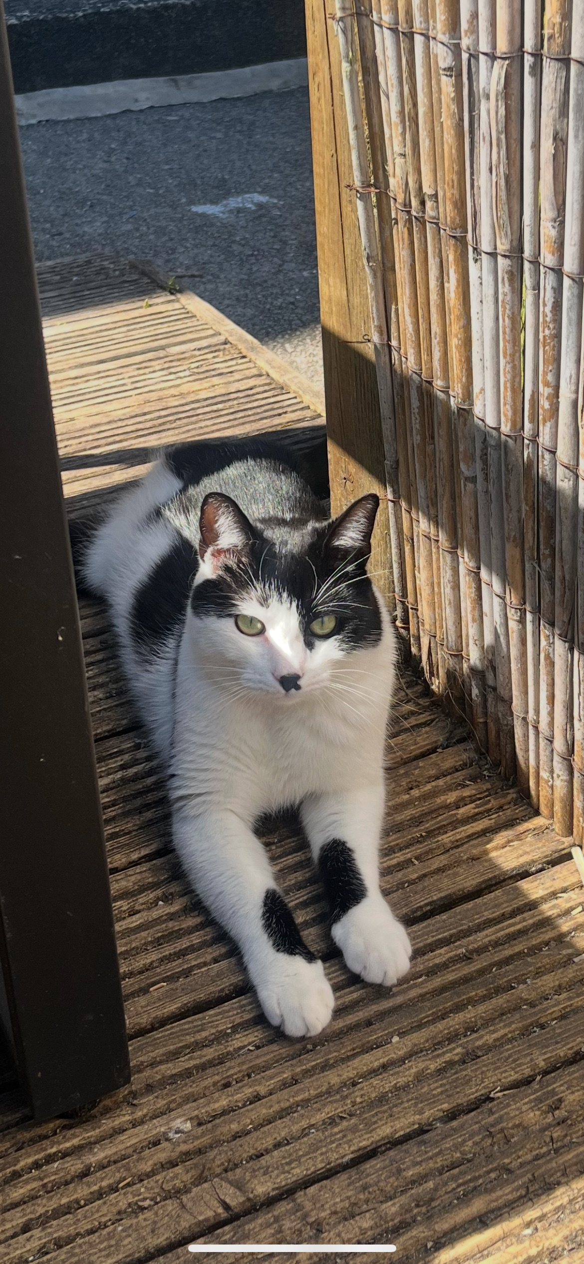 Lost 3-Legged Cat: 'Kit' in Ri...