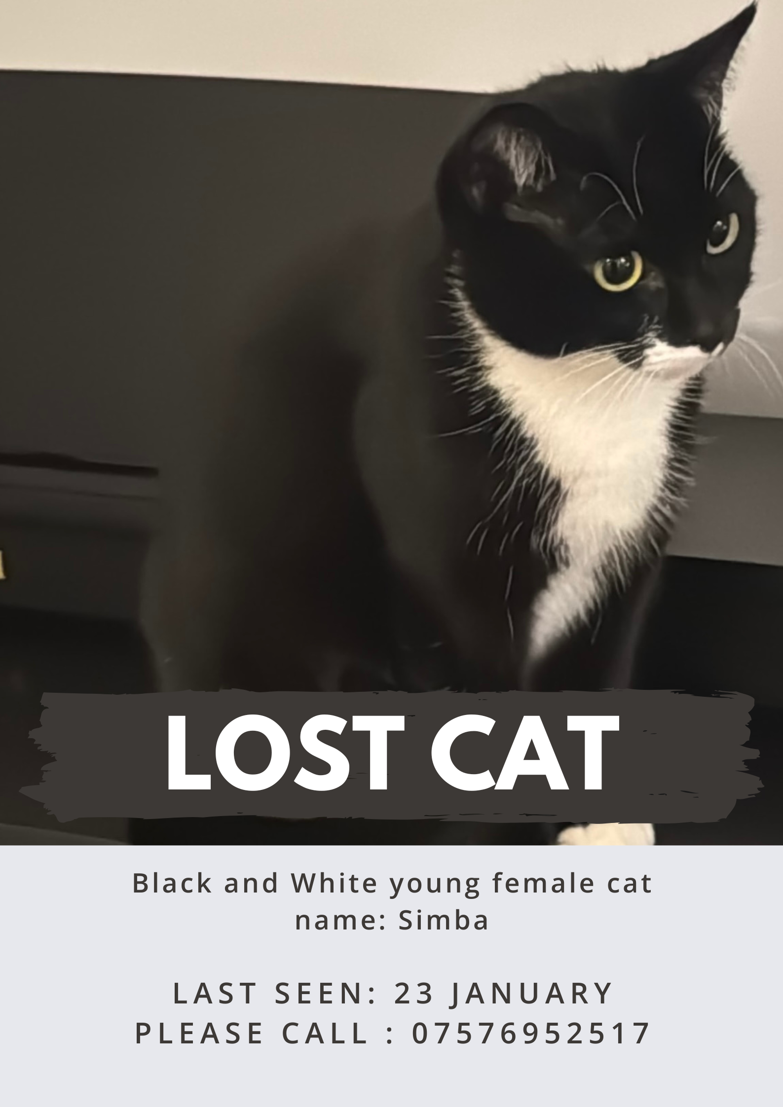 Lost Playful Cat: Derby Road, London