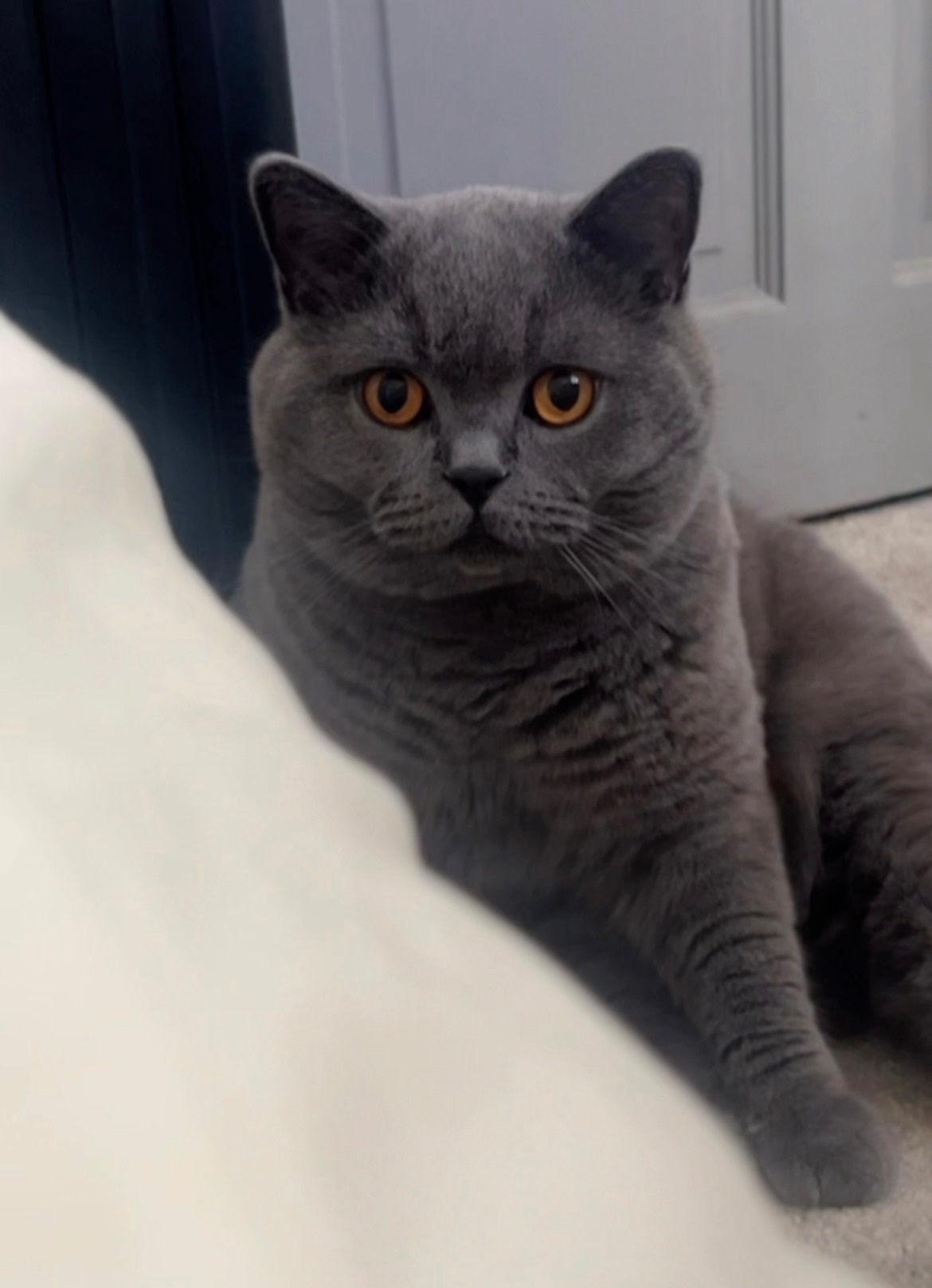 Lost Dark Grey Cat on Trafalgar Rd