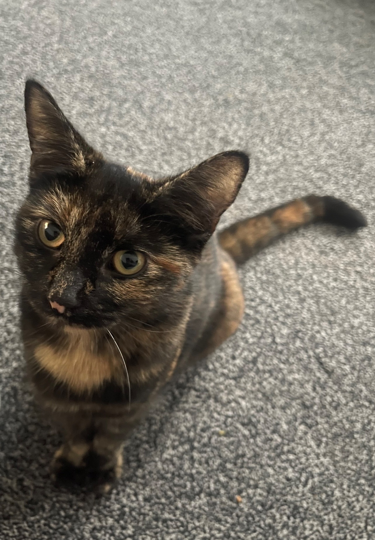 Found: Young Friendly Brown &...