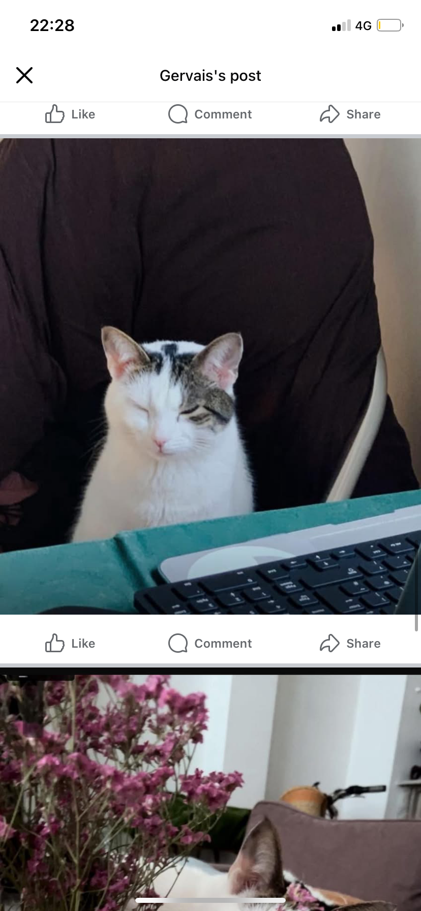 Timid Cat Vanishes from 3rd Floor Balcony