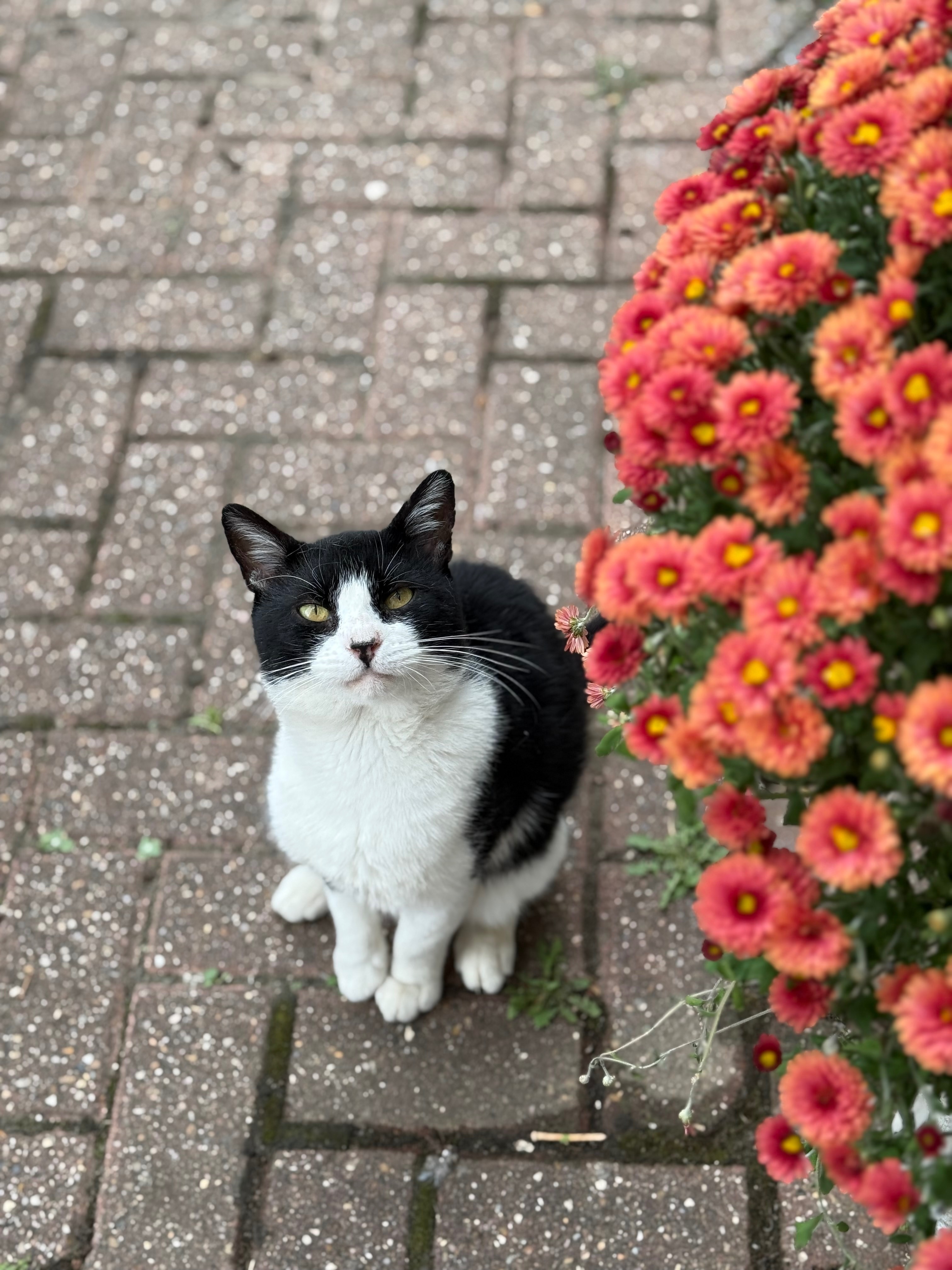 Lost Cat: Oreo, Black & White, Limp Leg