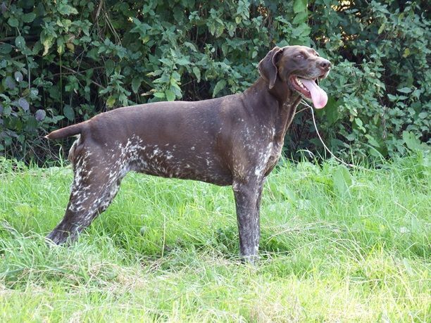 Lost German Pointer: Liver/Brown, Cary Hill