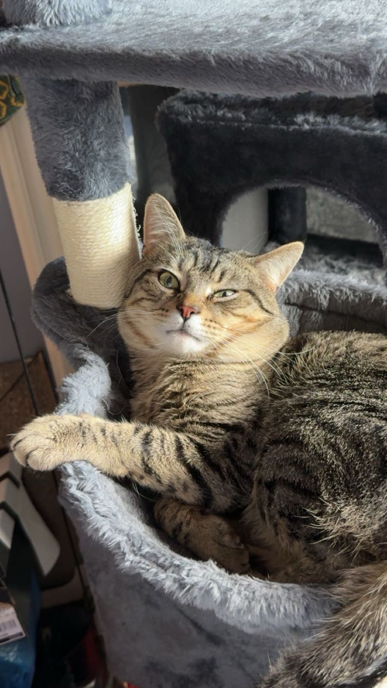 Lost Cat in Edinburgh: Shy & Missing