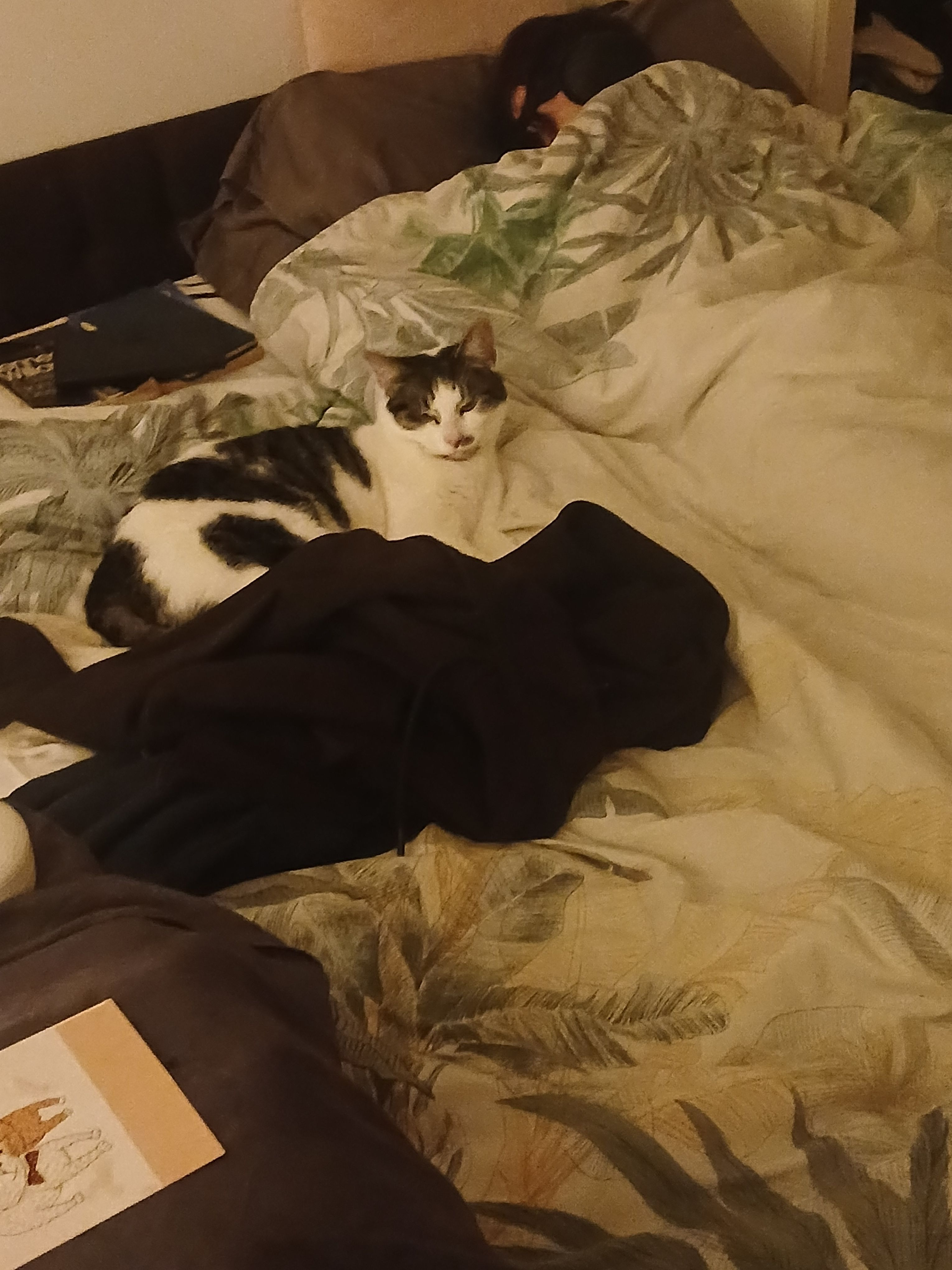 Lost Cat Snow: White & Tabby with Spots