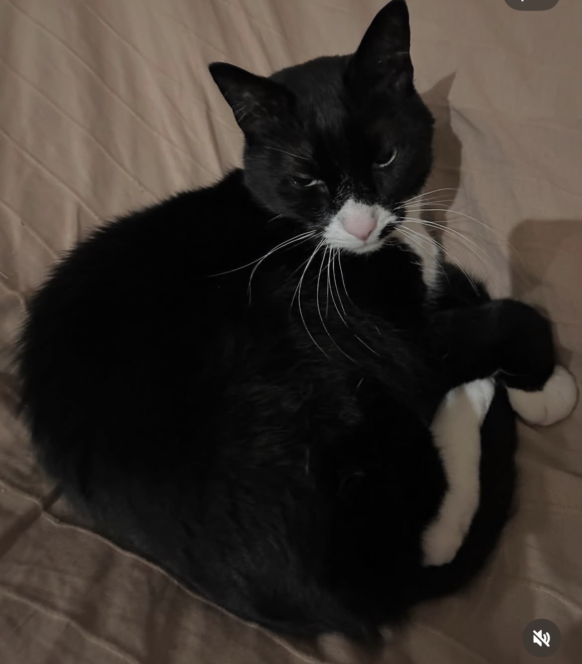 Lost 3-Legged Tuxedo Cat: Chapel St