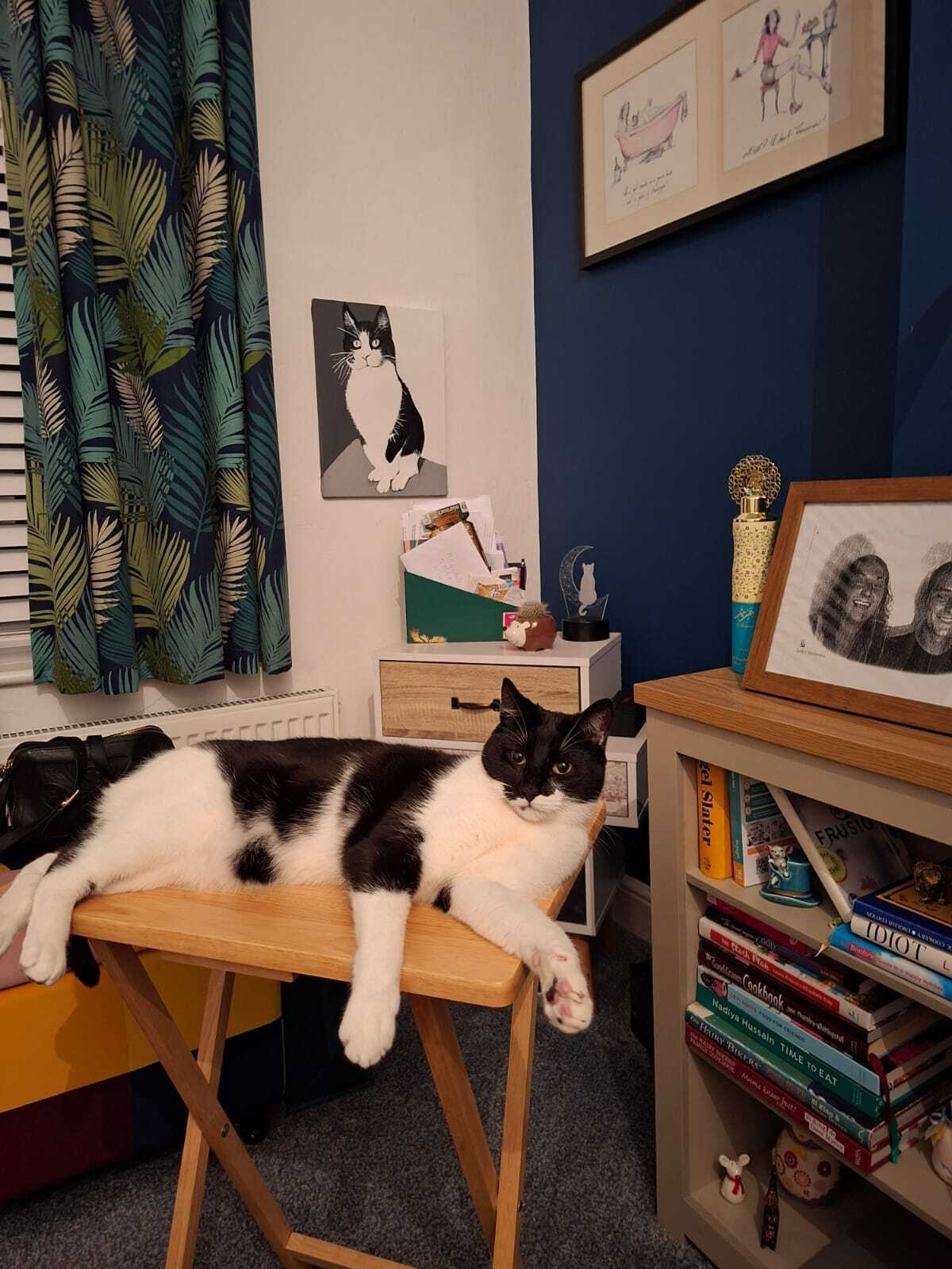 Lost Tuxedo Cat on Kensington Road