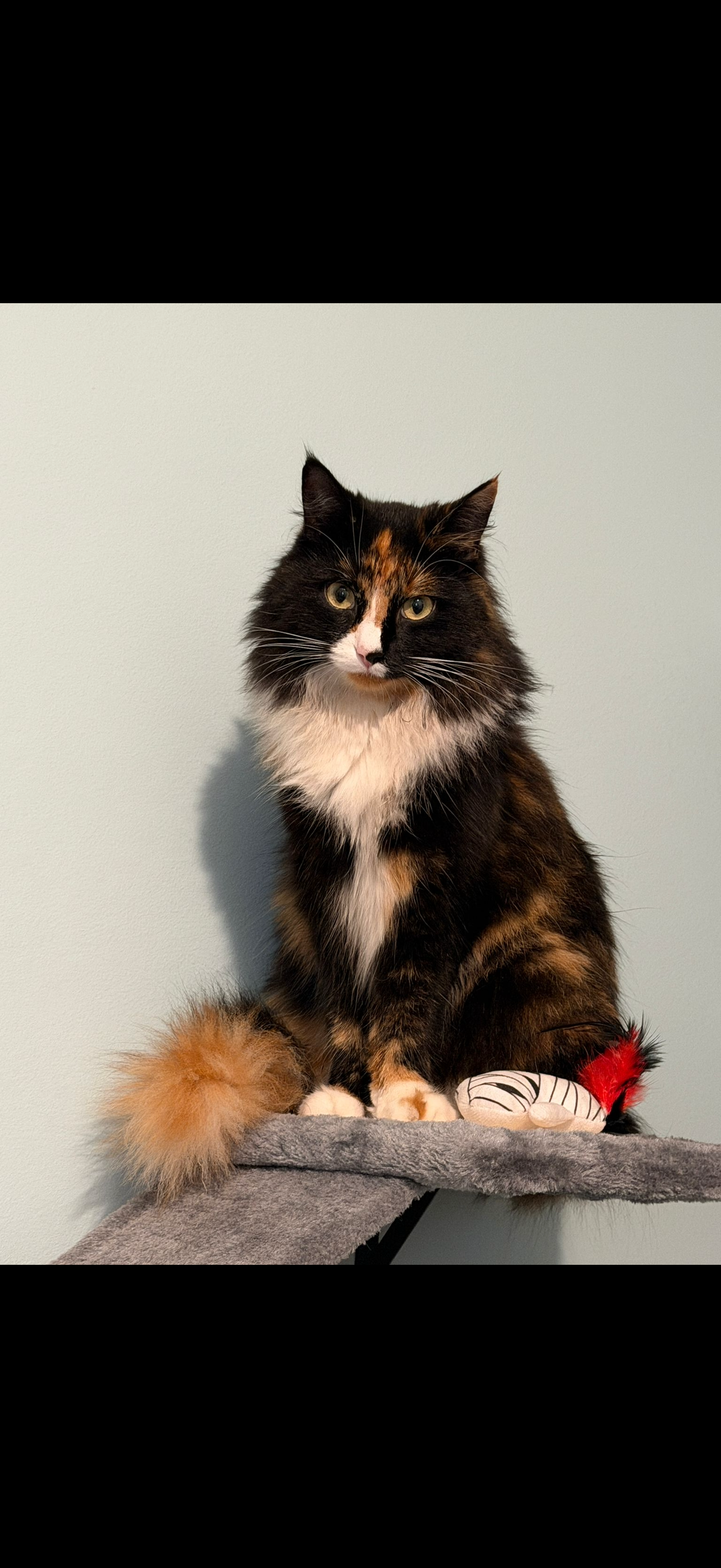 Lost Cat: White Neck, Red-Tipped Tail