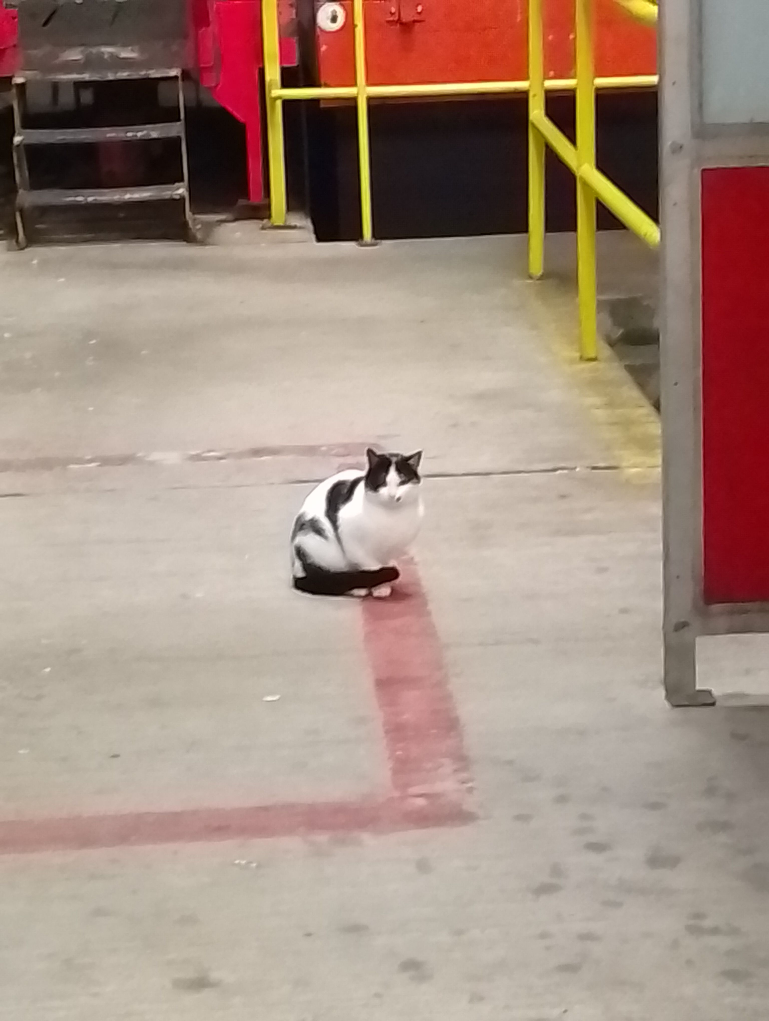 Found: Nervous Black & White C...