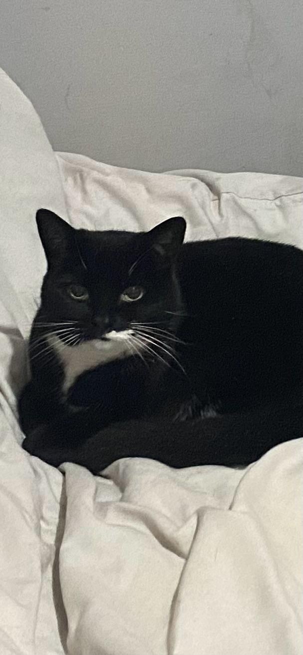 Lost: Shy Black & White Cat in Earley
