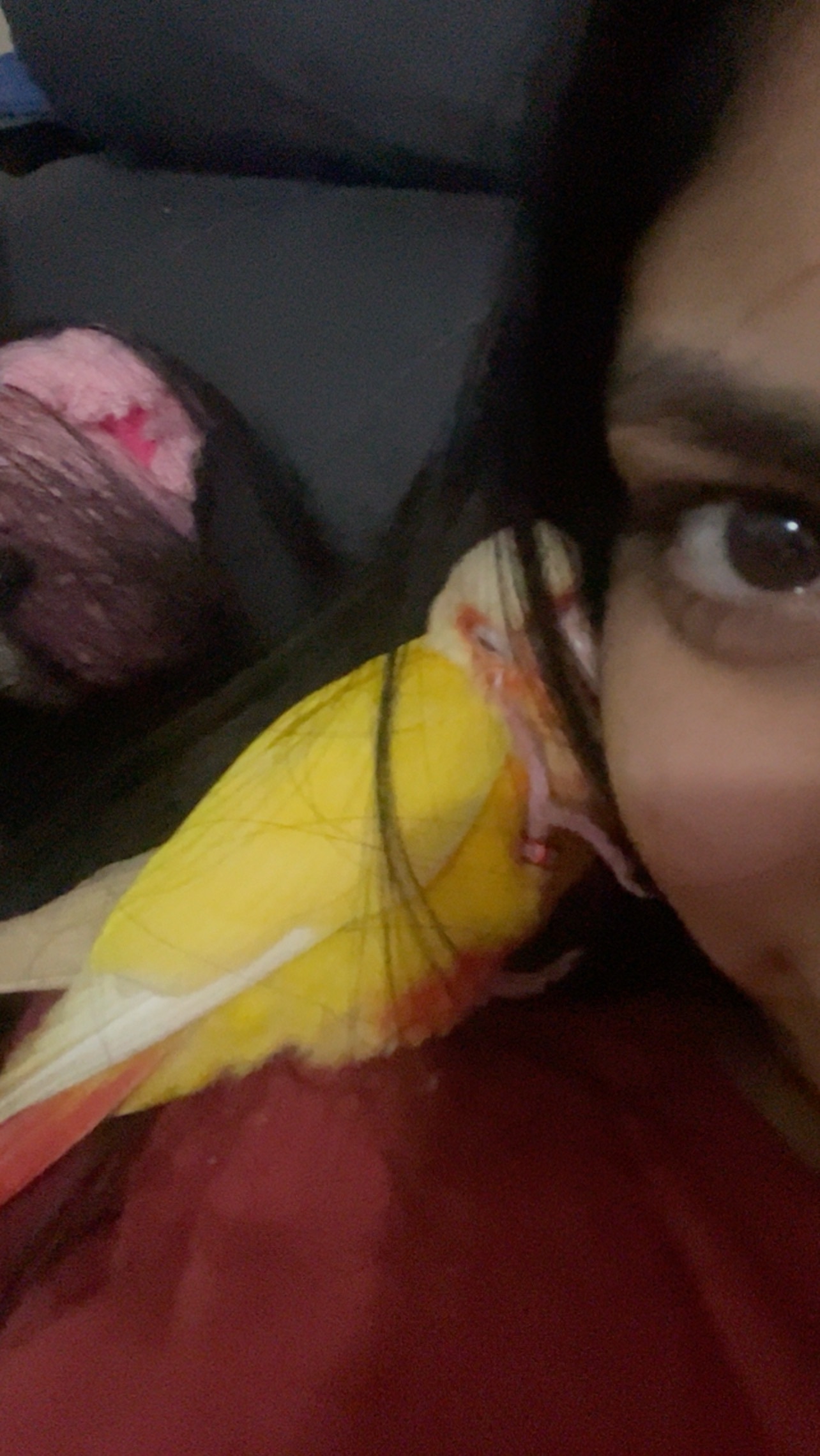 Lost Bird: Sweet Mango, Yellow & Orange