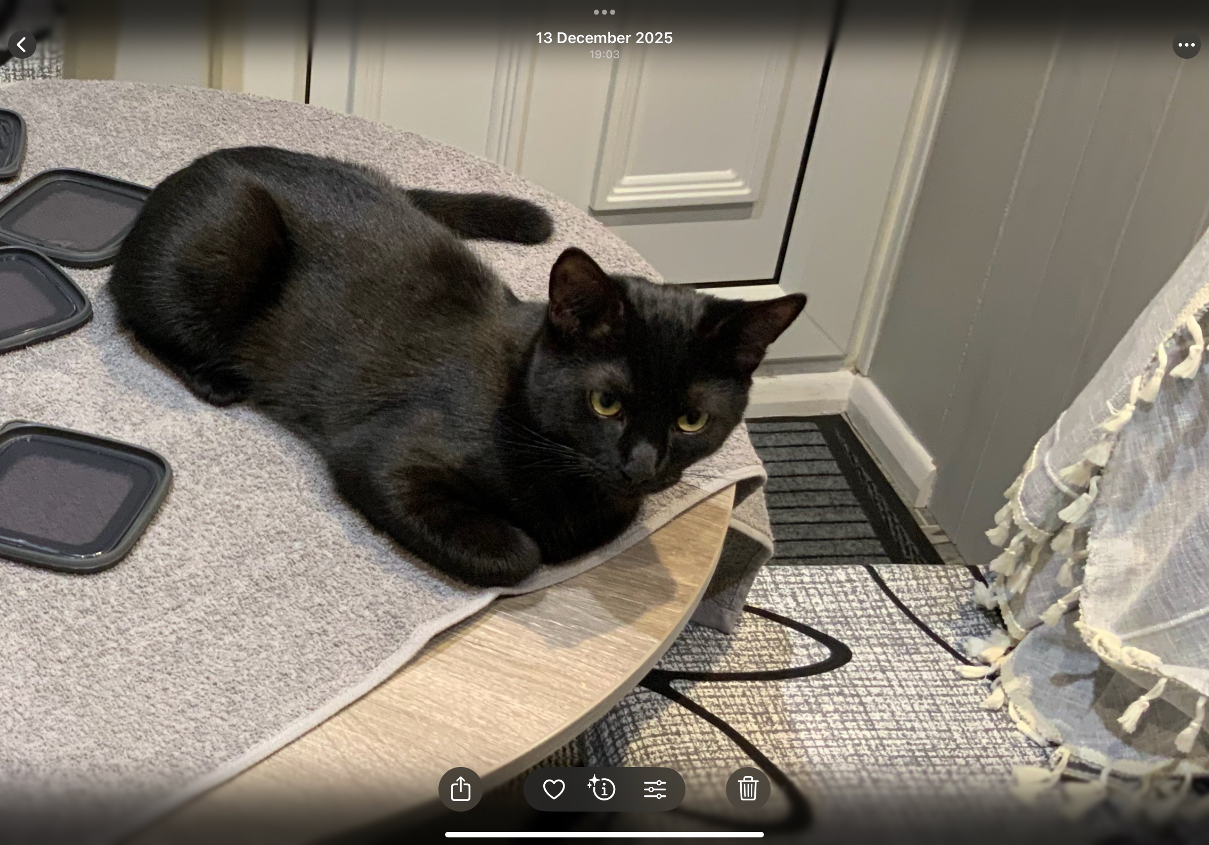 Lost Shy Black Cat: Pamir in Gravesend