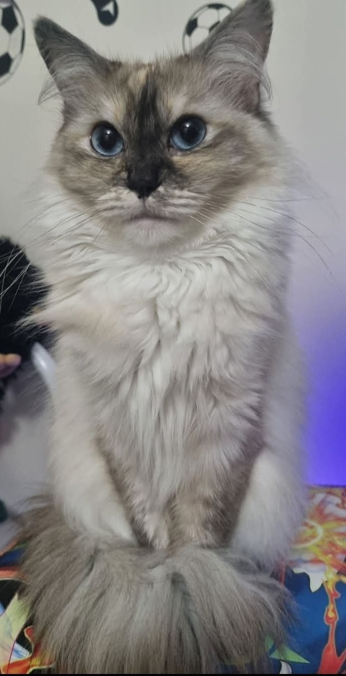 Help Find Coco: Distinctive White Cat Lost