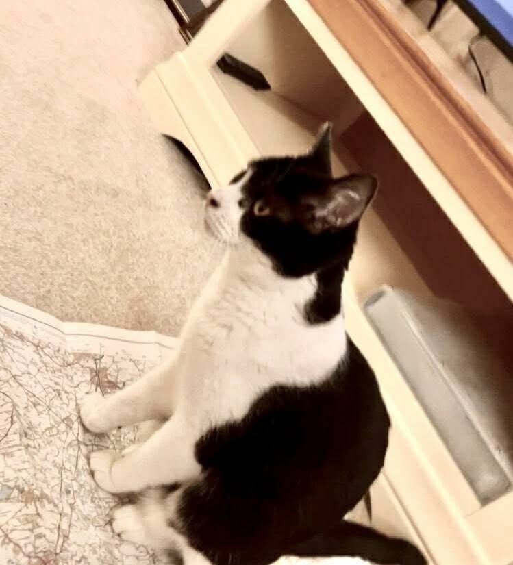 Lost: Timid Black & White Cat, 14 Yrs